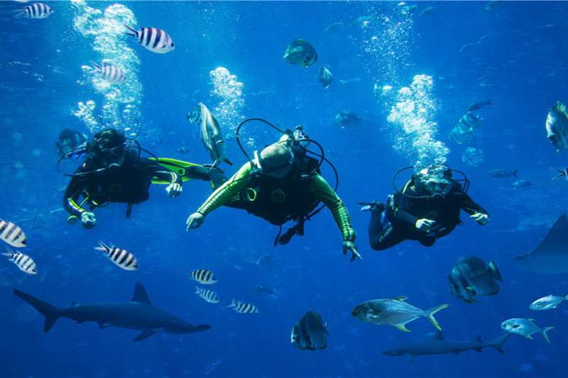 三亚亚特兰蒂斯失落的空间水族馆电话18633570222