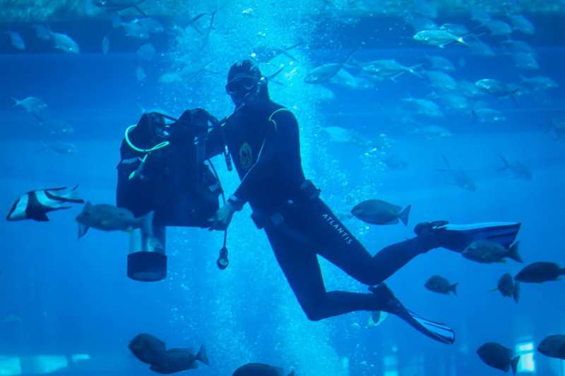 三亚亚特兰蒂斯失落的空间水族馆电话18633570222