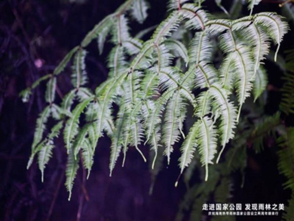 海南三亚环岛旅游线路，海南三亚热带雨林旅游线路，海岸三亚文化旅游，海南三亚美食旅游，海南三亚网红旅游