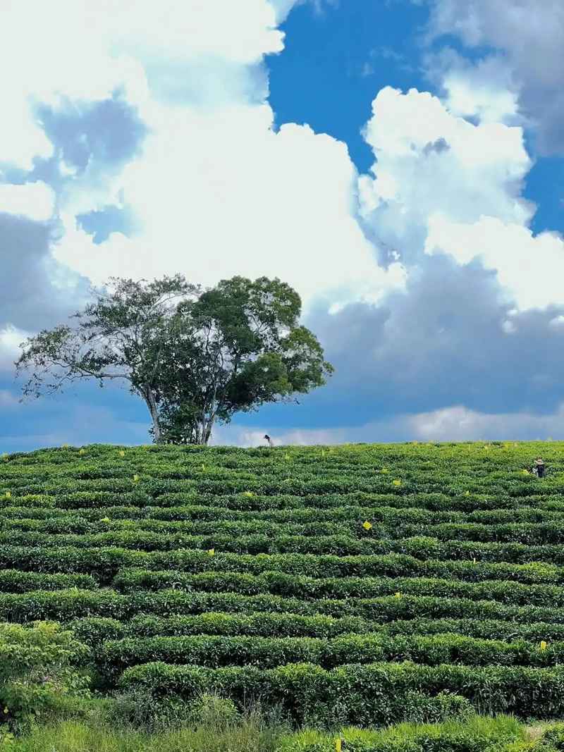 海南海口三亚必游十大私藏旅游度假景点 最新打卡清单与深度玩法